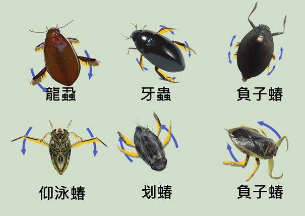 河流生態生物